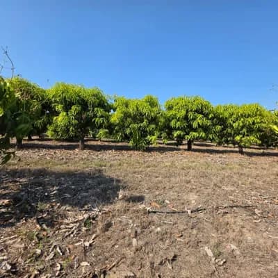 Tzaneen mango and banana Farm for Sale